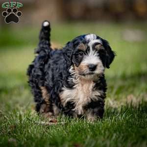 Fuji, Mini Bernedoodle Puppy