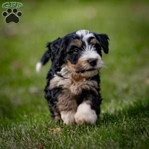 Fuji, Mini Bernedoodle Puppy