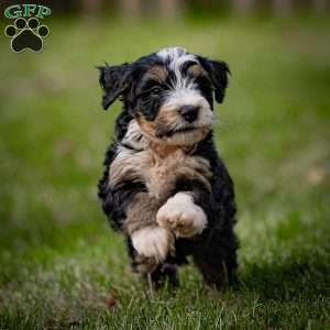 Fuji, Mini Bernedoodle Puppy