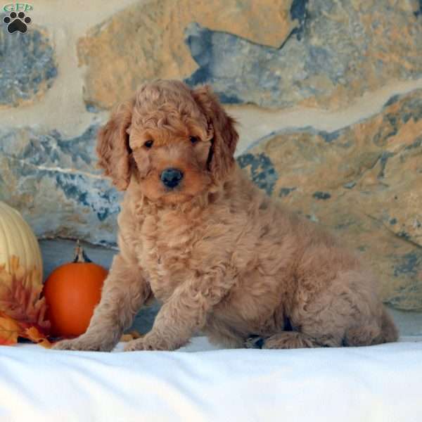 Gabby, Mini Goldendoodle Puppy