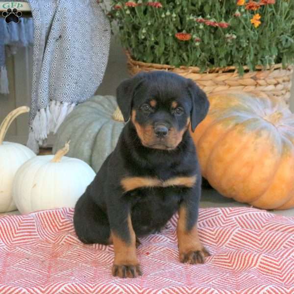 Gabby, Rottweiler Puppy