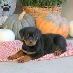 Gabby, Rottweiler Puppy