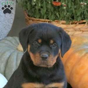 Gabby, Rottweiler Puppy