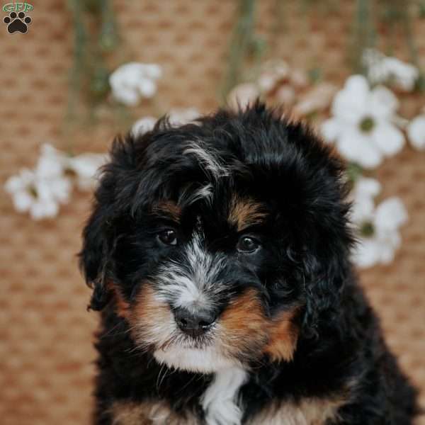 Gallo, Bernedoodle Puppy