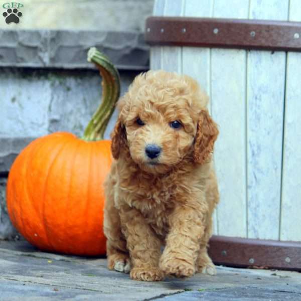 Gale, Mini Goldendoodle Puppy