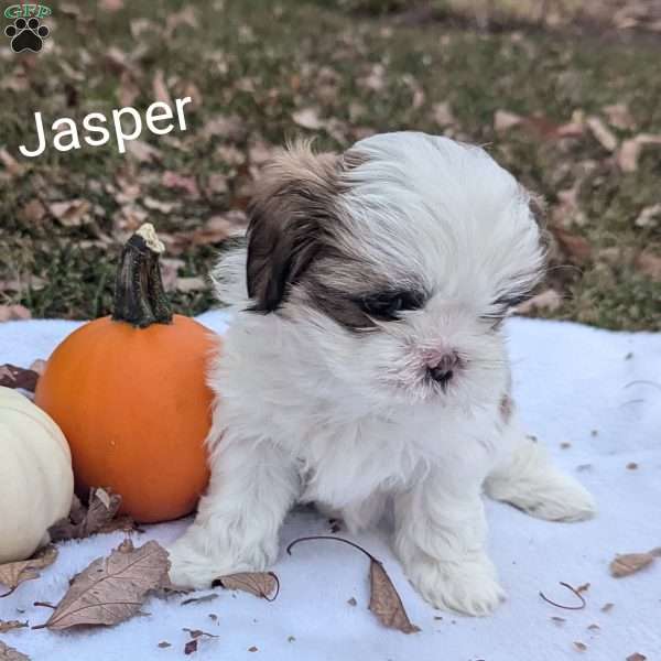 Jasper, Shih Tzu Puppy