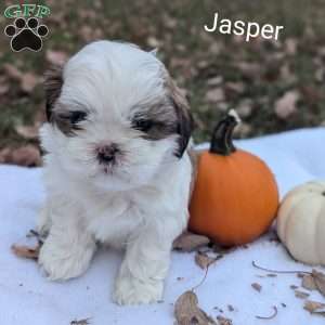 Jasper, Shih Tzu Puppy