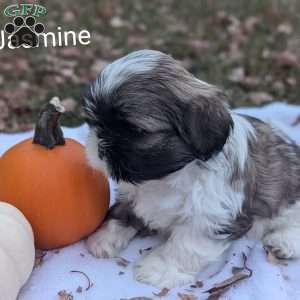 Jasmine, Shih Tzu Puppy