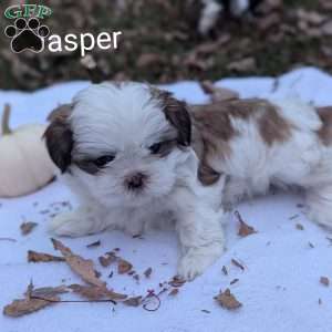 Jasper, Shih Tzu Puppy