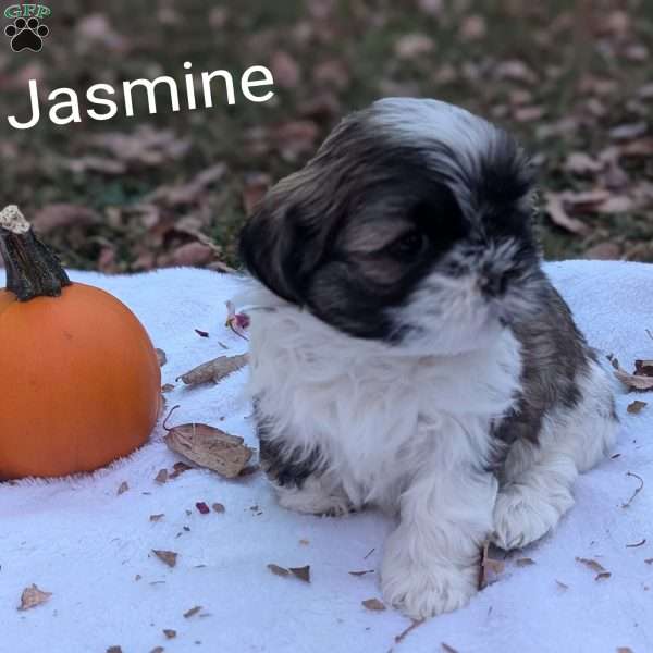 Jasmine, Shih Tzu Puppy