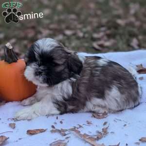 Jasmine, Shih Tzu Puppy