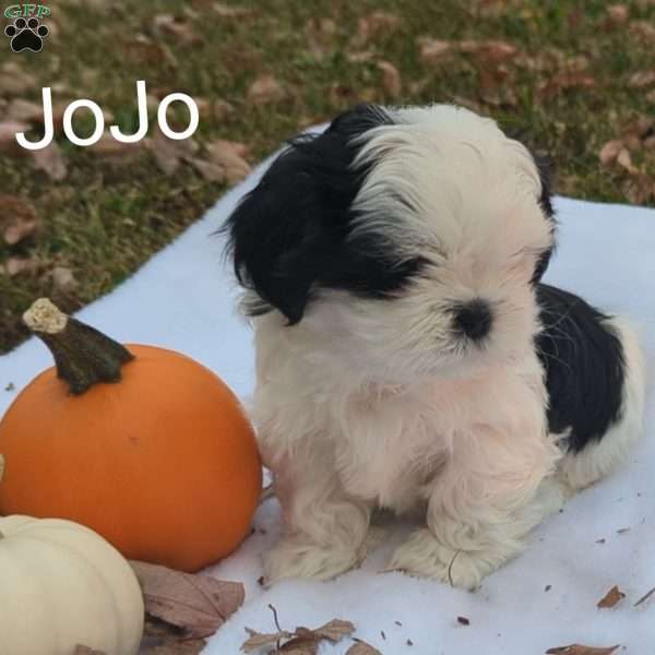 JoJo, Shih Tzu Puppy