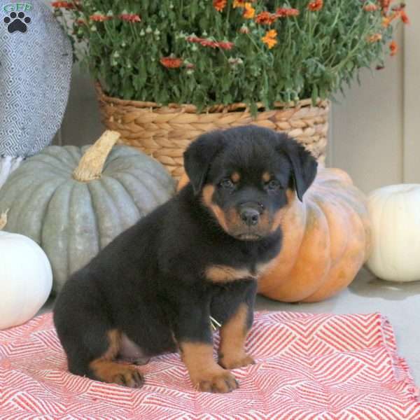 Garrett, Rottweiler Puppy