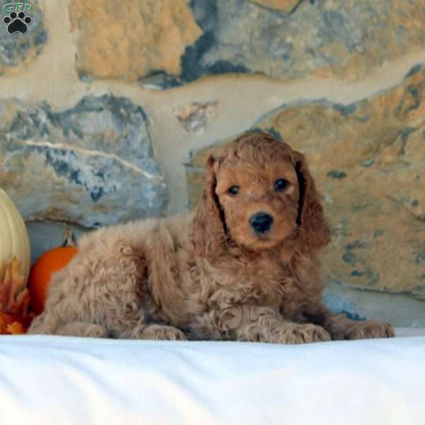 Gavin, Mini Goldendoodle Puppy