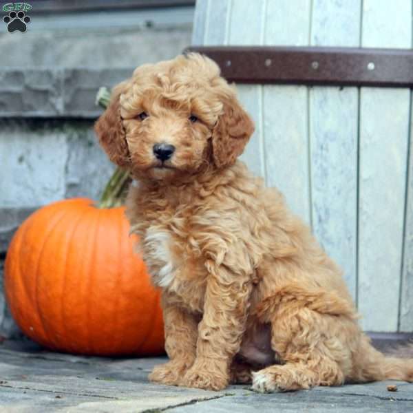 Gavin, Mini Goldendoodle Puppy