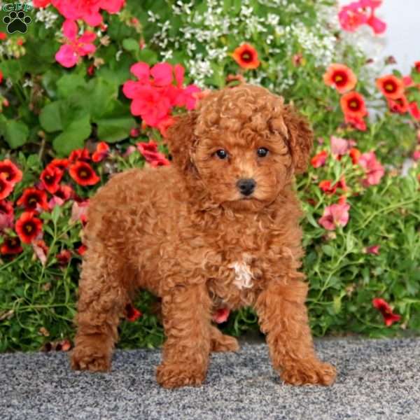 Gem, Miniature Poodle Puppy