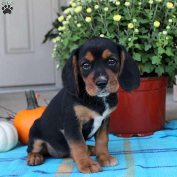 Gemma, Beaglier Puppy