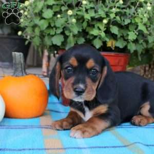 Gemma, Beaglier Puppy