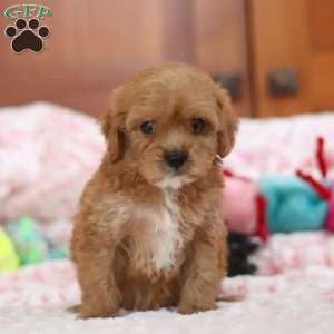 Gene, Cavapoo Puppy