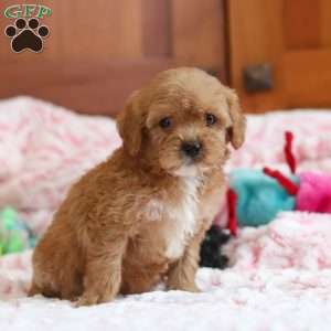 Gene, Cavapoo Puppy