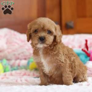 Gene, Cavapoo Puppy