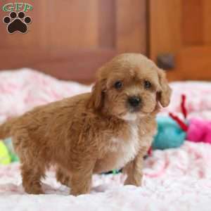 Gene, Cavapoo Puppy