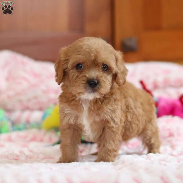 Gene, Cavapoo Puppy