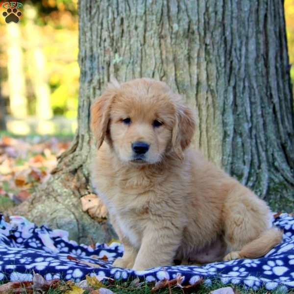 George, Golden Retriever Puppy