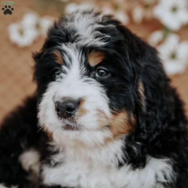 George, Bernedoodle Puppy