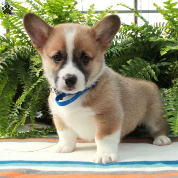 Georgie, Pembroke Welsh Corgi Puppy