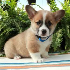 Georgie, Pembroke Welsh Corgi Puppy