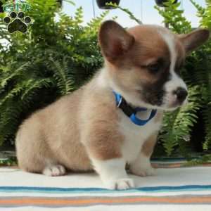 Georgie, Pembroke Welsh Corgi Puppy