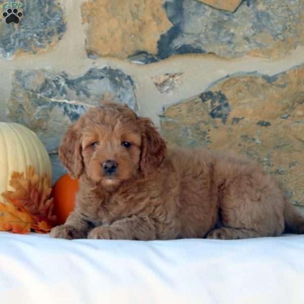 Gia, Mini Goldendoodle Puppy