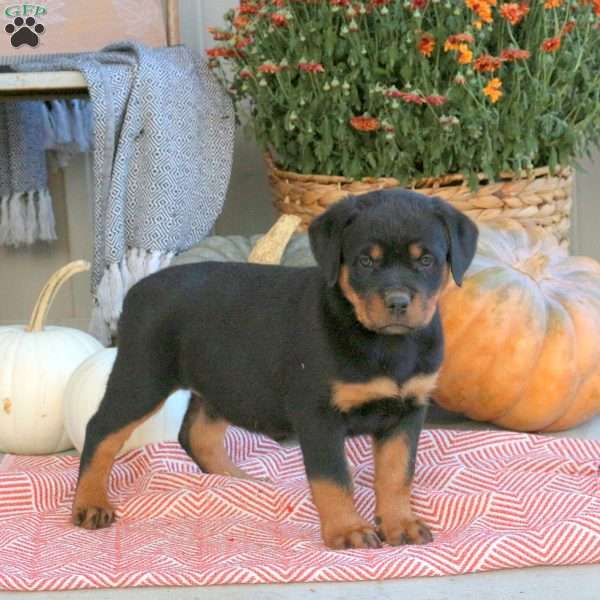 Gia, Rottweiler Puppy