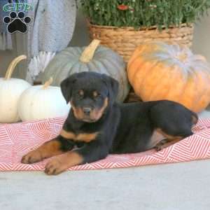 Gia, Rottweiler Puppy