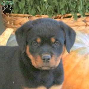 Gia, Rottweiler Puppy