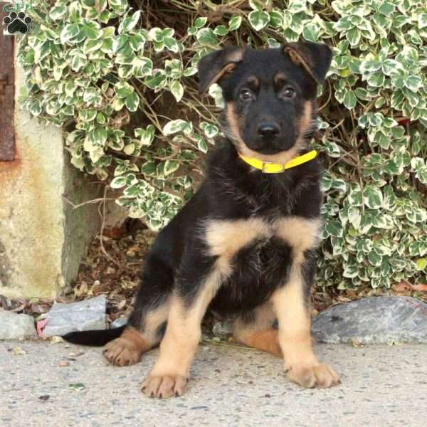 Gibson, German Shepherd Puppy