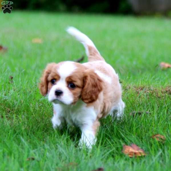 Gigi, Cavalier King Charles Spaniel Puppy