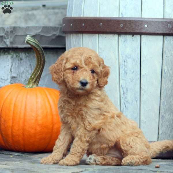 Gina, Mini Goldendoodle Puppy