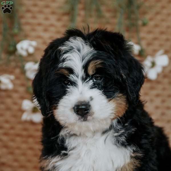 Gina, Bernedoodle Puppy