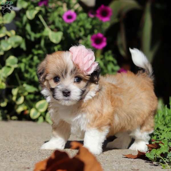 Ginger, Havanese Puppy