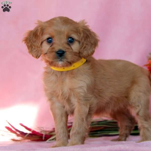 Ginger, Cavalier King Charles Mix Puppy