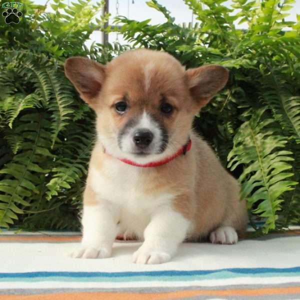 Ginnie, Pembroke Welsh Corgi Puppy