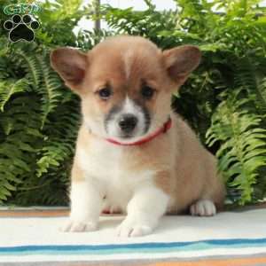 Ginnie, Pembroke Welsh Corgi Puppy