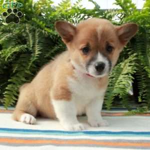 Ginnie, Pembroke Welsh Corgi Puppy