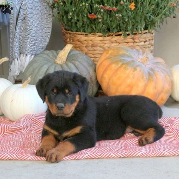 Ginny, Rottweiler Puppy