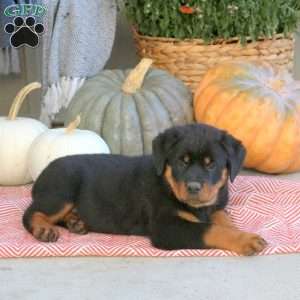 Ginny, Rottweiler Puppy