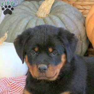 Ginny, Rottweiler Puppy