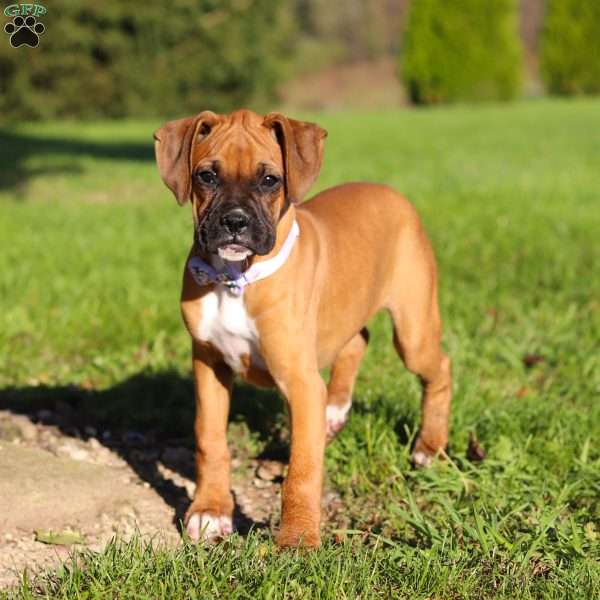 Gloria, Boxer Puppy