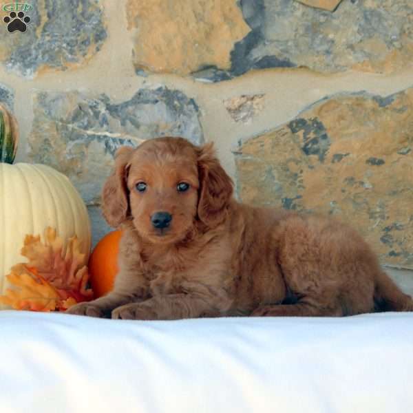 Gloria, Mini Goldendoodle Puppy